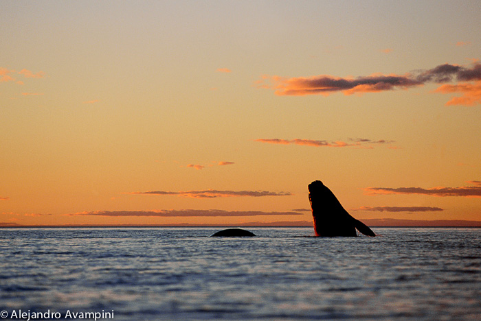 Sunset whale watching Valdes Peninsula 