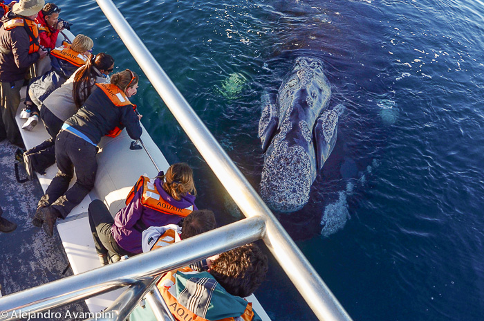 whale watching Puerto Piramides Valdes Peninsula Argentine Patagonia