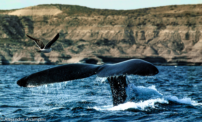 Gaviota volando junto a la cola de una ballena en Península Valdés