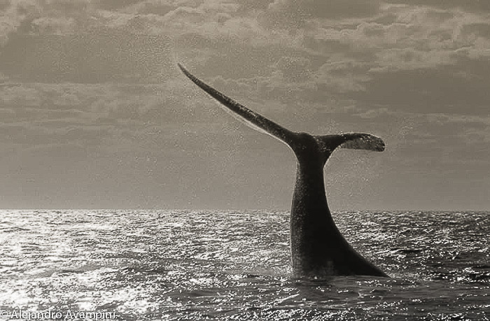 Walvis staart van een walvis in Puerto Piramides