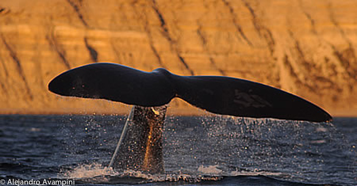 Whale watching picture - Puerto piramides - Peninsula Valdes