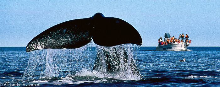 Avistaje de ballenas en Puerto Piramides