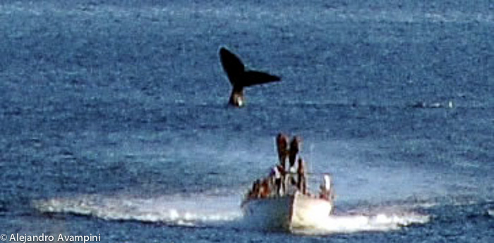 Whale Watching - Puerto Piramides - Patagonia Argentina - Cliff calm