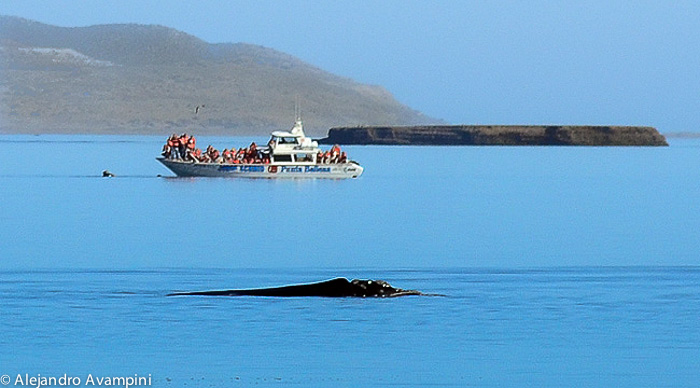 whale watching with calm water in Peninsula Valdes