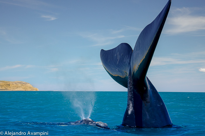 Foto staart van de walvis in walvissen kijken in Puerto Piramides