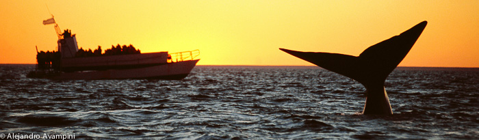 Puerto Madryn Avistajes de Balenas en Peninsula Valdes