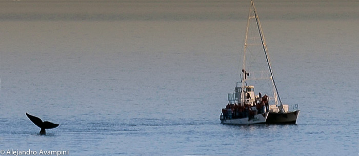 Whale watching - Puerto Piramides 