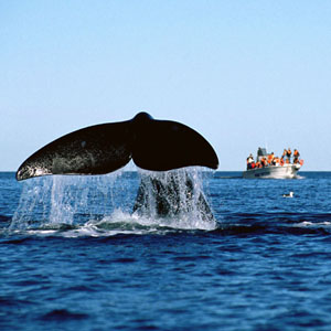 Whale Watching - Valdes Peninsula - Puerto Piramides and Puerto Madryn