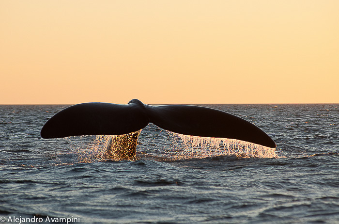 Whale Watching in Puerto Pirámides. Avistaje de Ballenas en Puerto Piramides